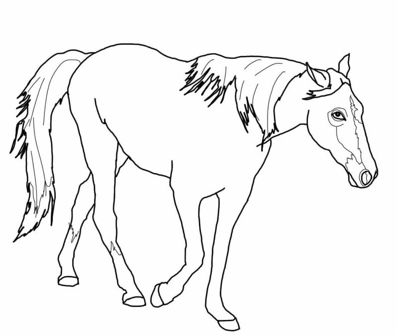 Desenho de Esportes Equestres para colorir
