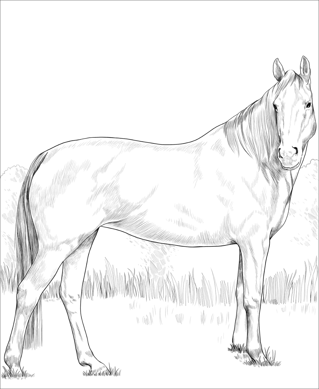 Desenho de Esportes Equestres para colorir