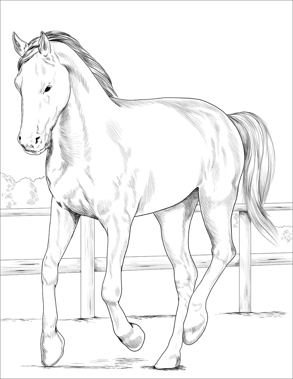 Desenho de Esportes Equestres para colorir