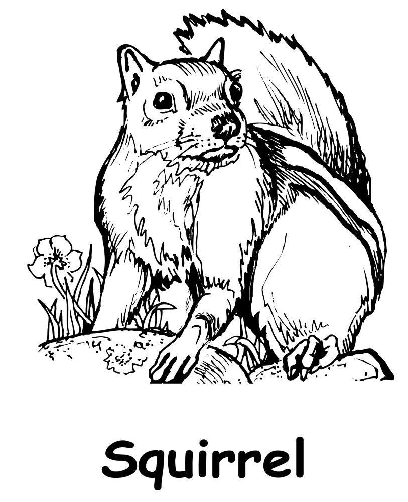 Desenho de Esquilos para colorir e imprimir: número 5