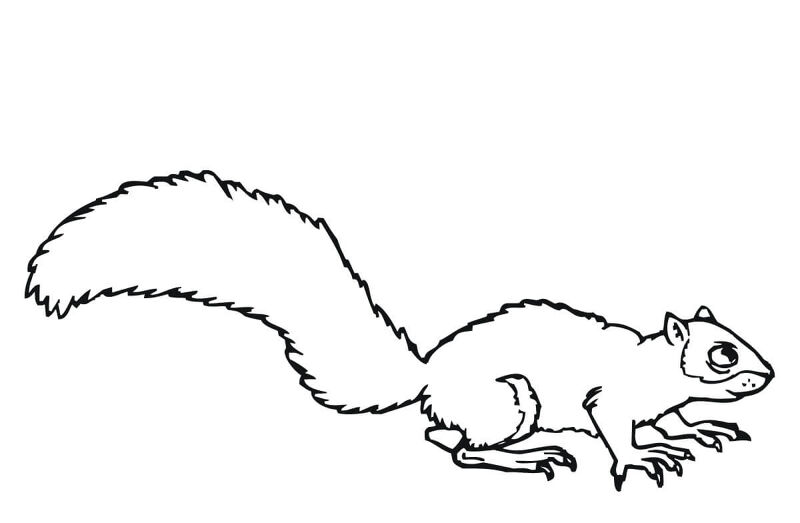 Desenho de Esquilos para colorir e imprimir: número 10
