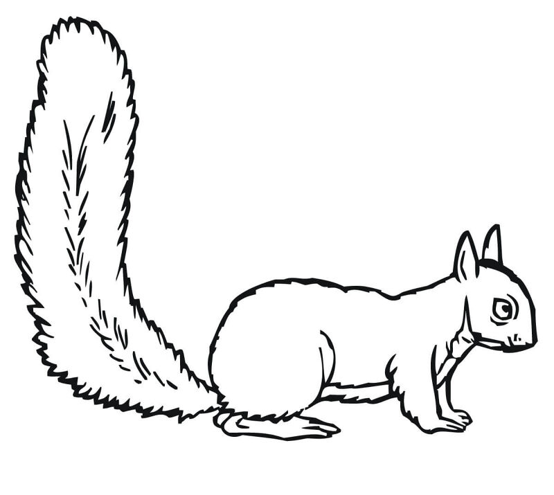 Desenho de Esquilos para colorir e imprimir: número 11