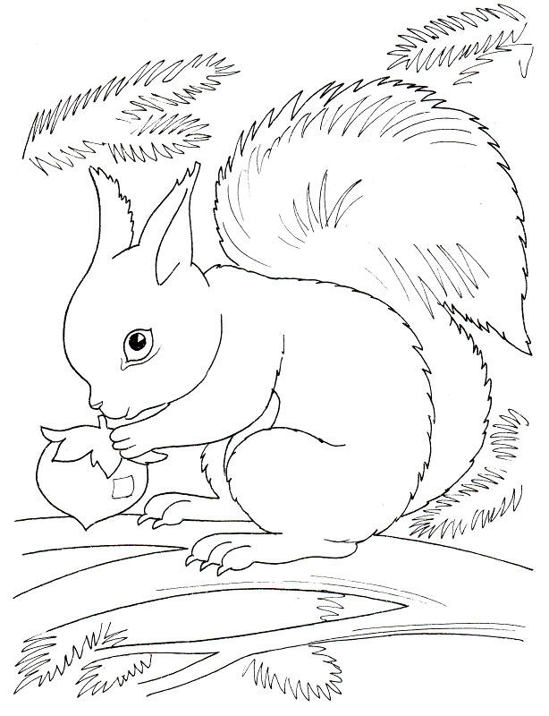 Desenho de Esquilos para colorir e imprimir: número 13