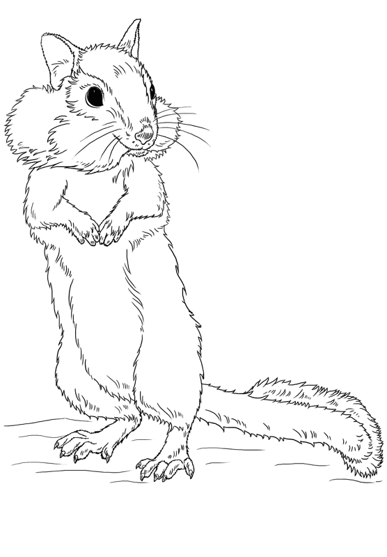 Desenho de Esquilos para colorir e imprimir: número 14