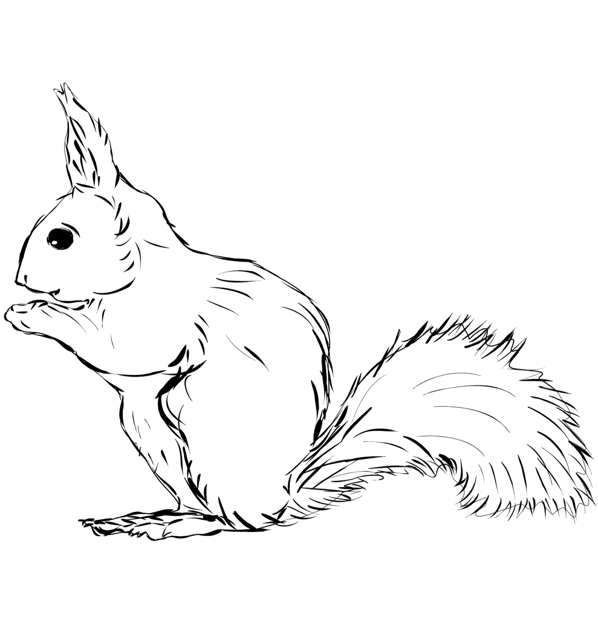 Desenho de Esquilos para colorir e imprimir: número 18