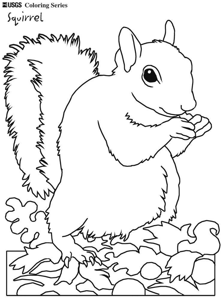 Desenho de Esquilos para colorir e imprimir: número 20