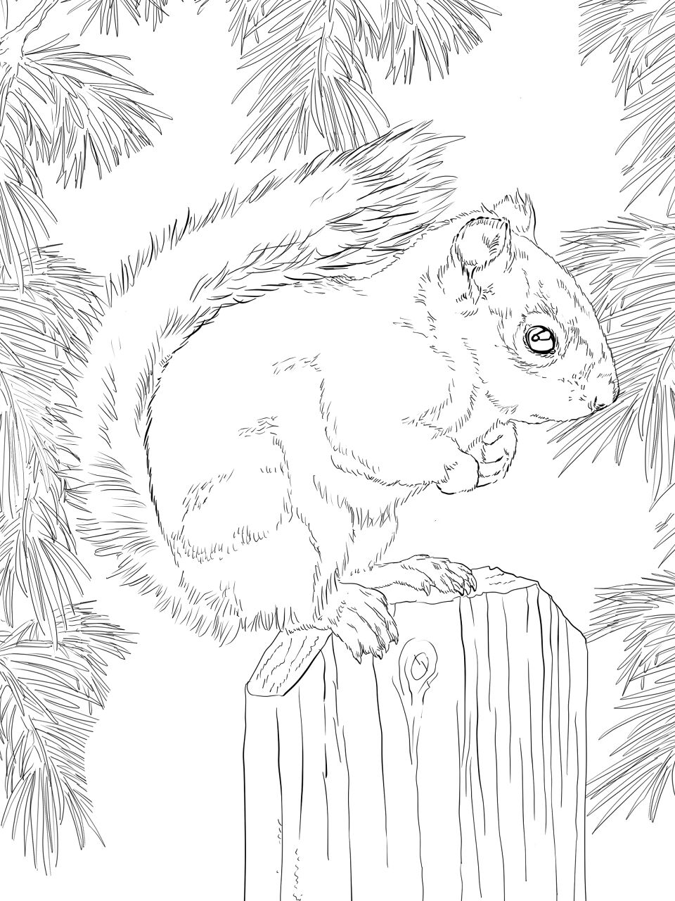 Desenho de Esquilos para colorir e imprimir: número 35