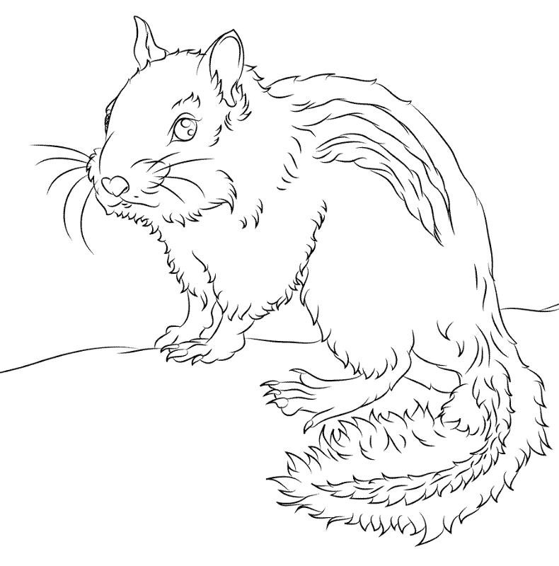 Desenho de Esquilos para colorir