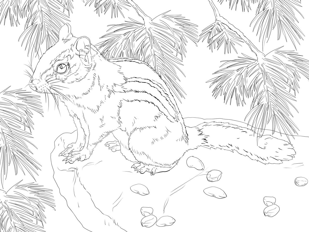 Desenho de Esquilos para colorir