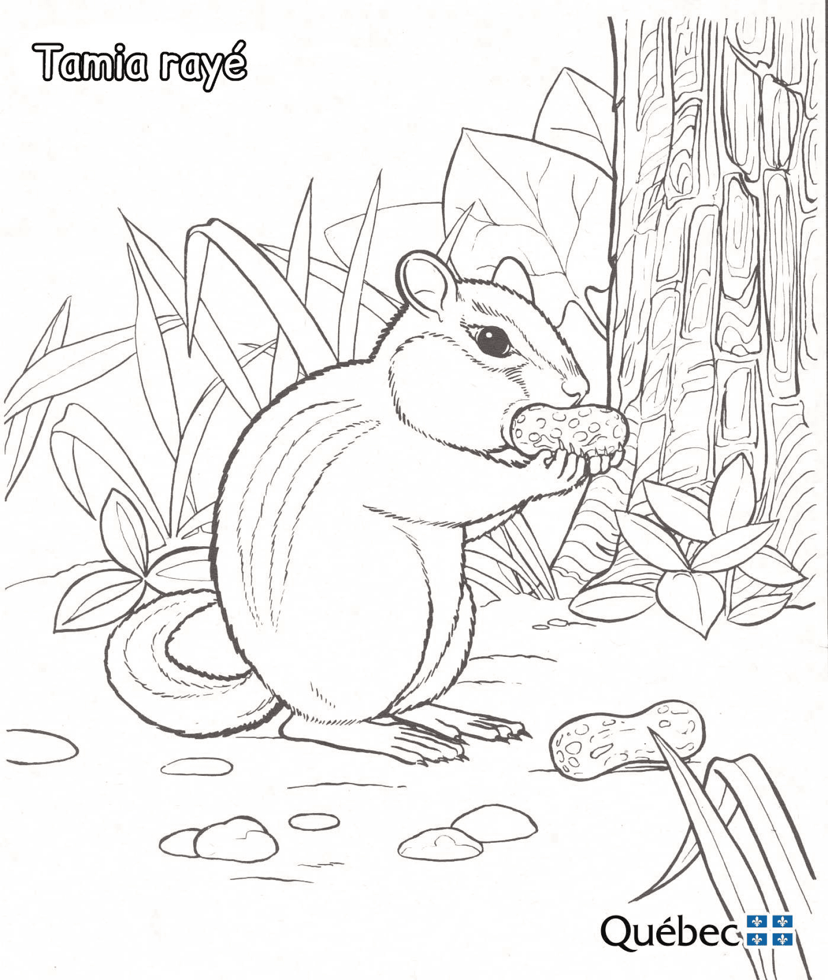 Desenho de Esquilos para colorir