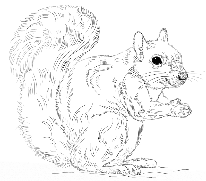 Desenho de Esquilos para colorir