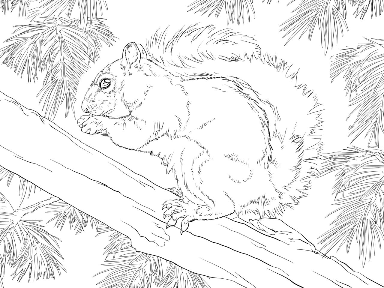 Desenho de Esquilos para colorir