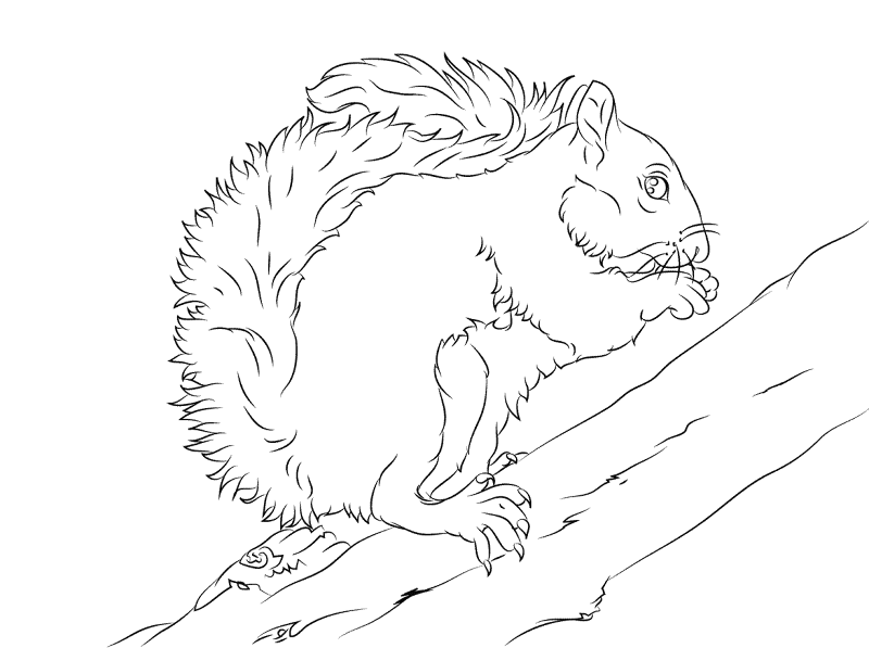 Desenho de Esquilos para colorir