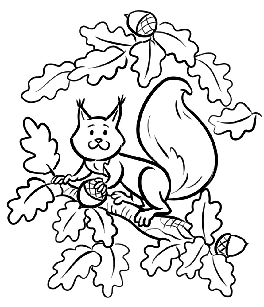 Desenho de Esquilos para colorir