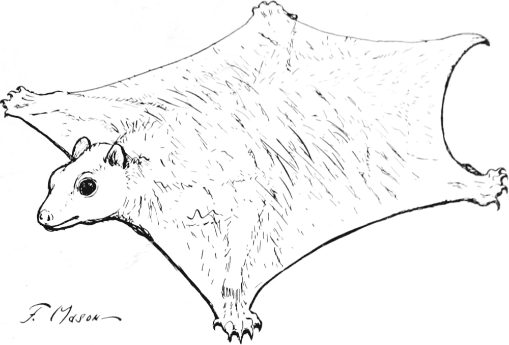 Desenho de Esquilos para colorir