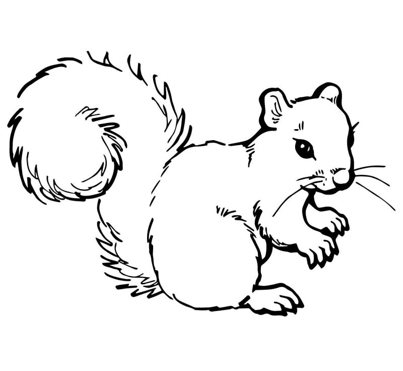 Desenho de Esquilos para colorir