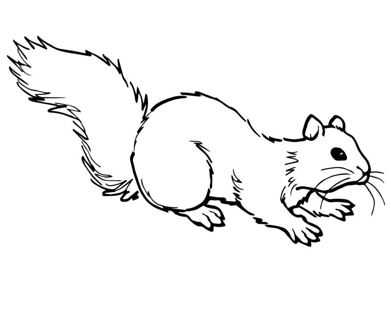 Desenho de Esquilos para colorir