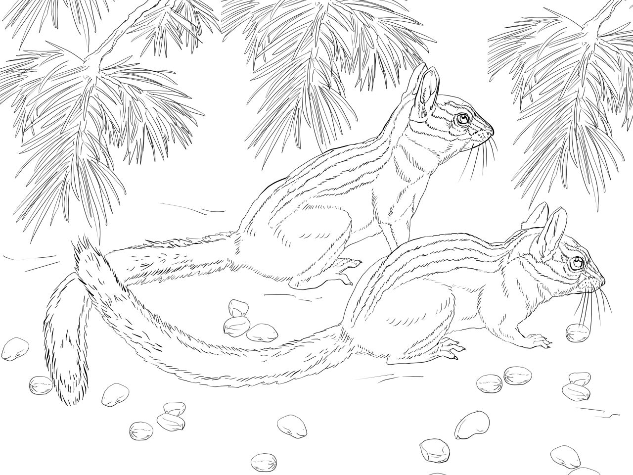Desenho de Esquilos para colorir