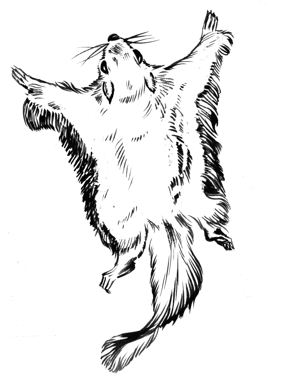 Desenho de Esquilos para colorir