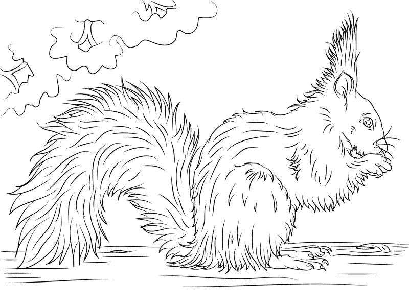 Desenho de Esquilos para colorir