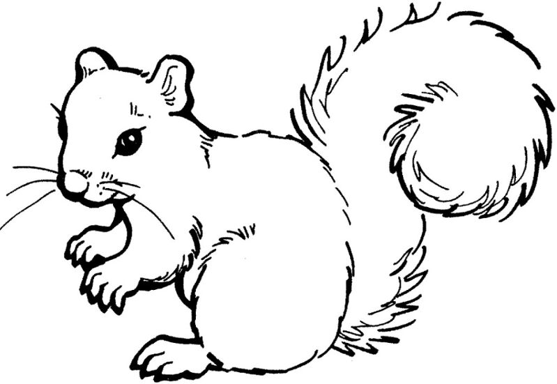 Desenho de Esquilos para colorir
