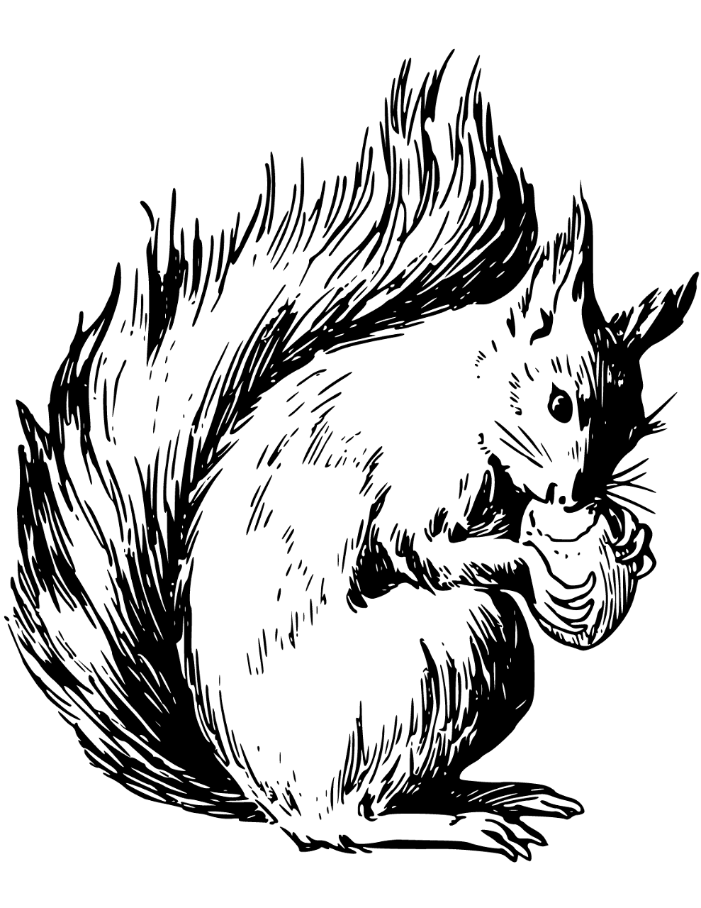 Desenho de Esquilos para colorir