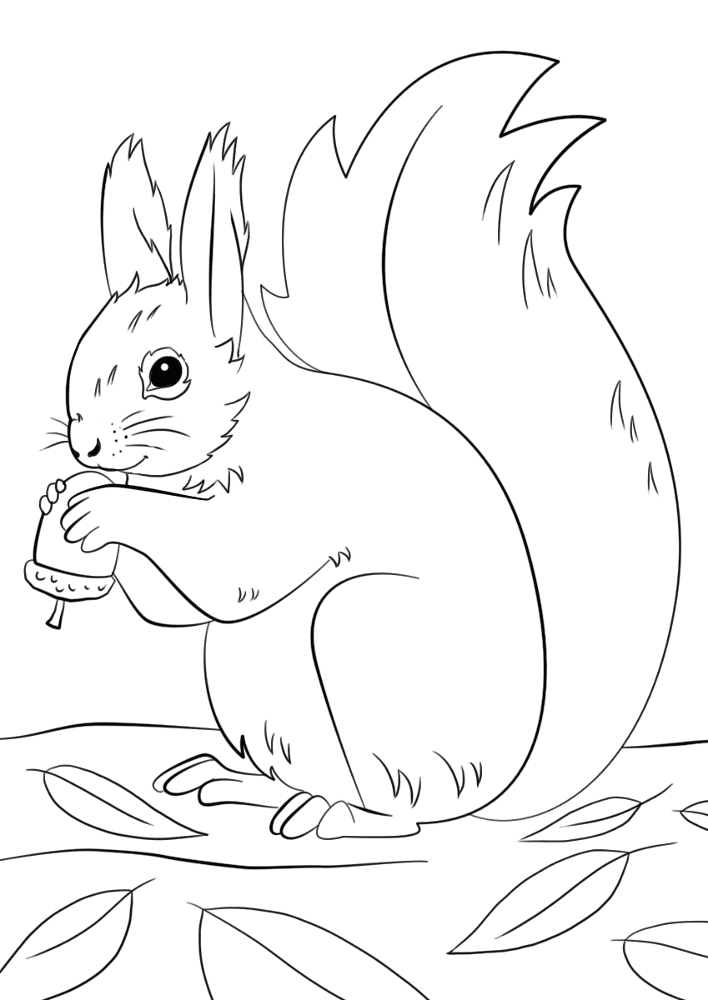 Desenho de Esquilos para colorir