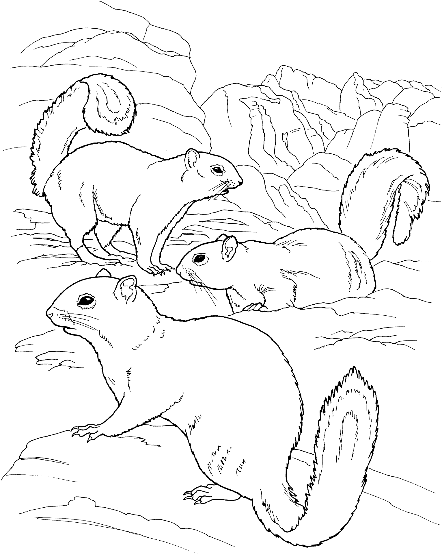 Desenho de Esquilos para colorir