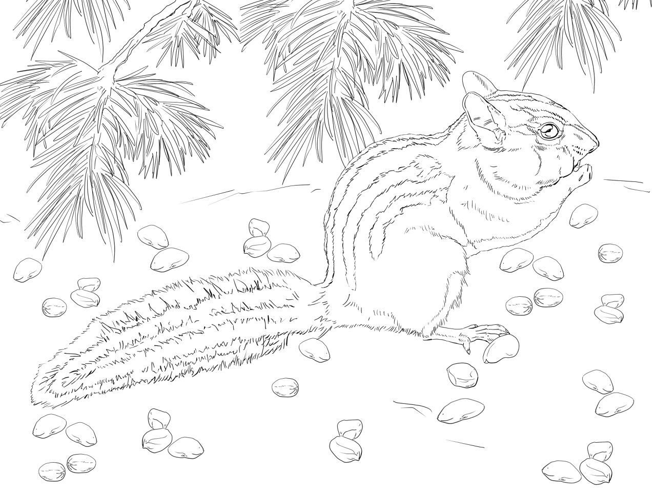 Desenho de Esquilos para colorir