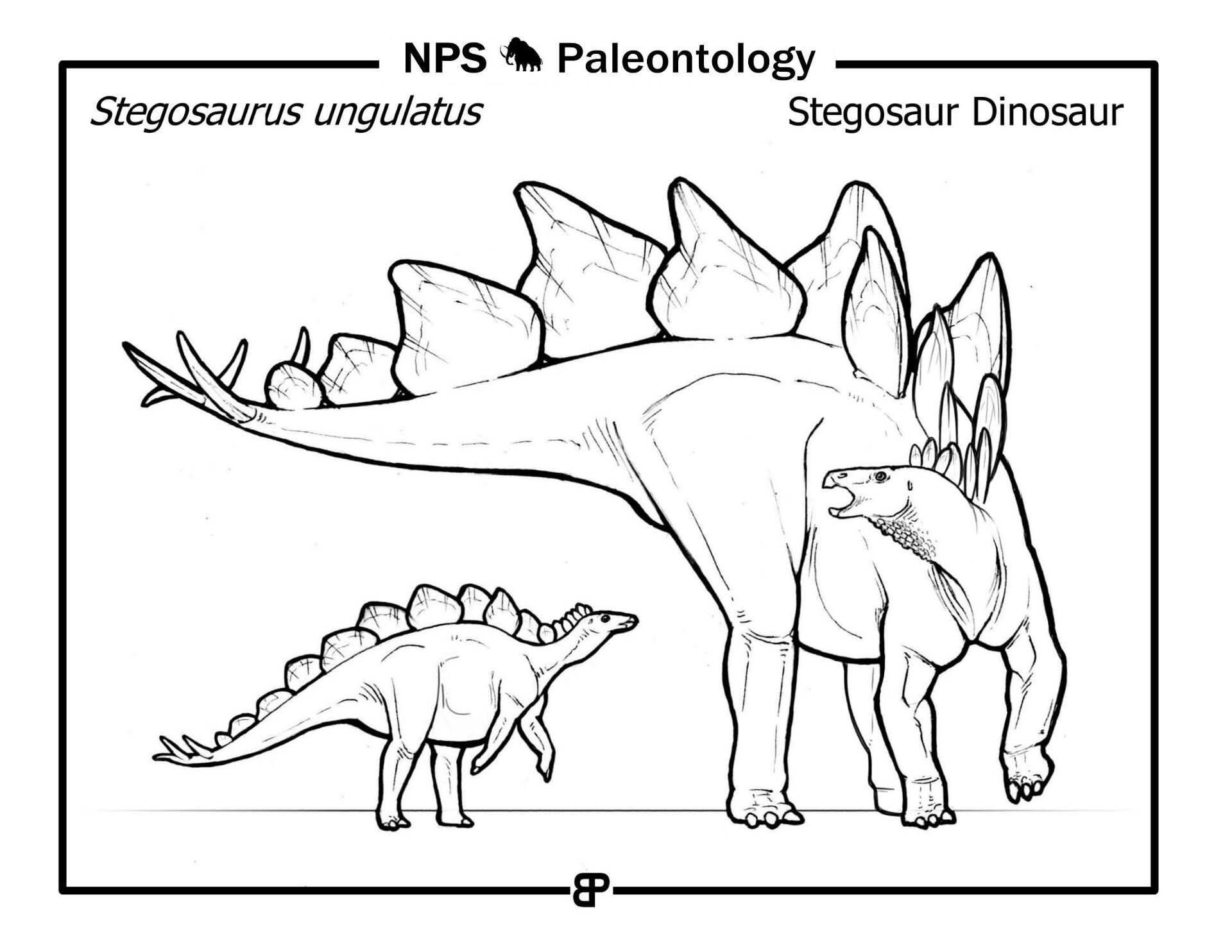 Desenho de Estegossauro para colorir e imprimir: número 22
