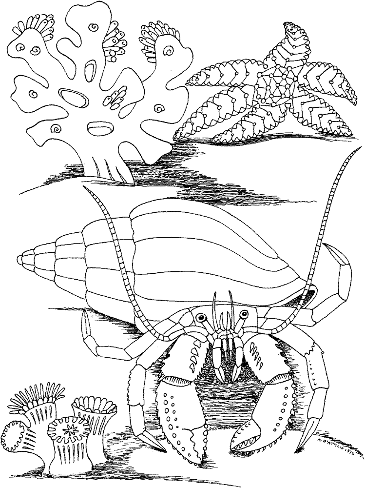 Desenho de Estrela Do Mar para colorir e imprimir: número 21