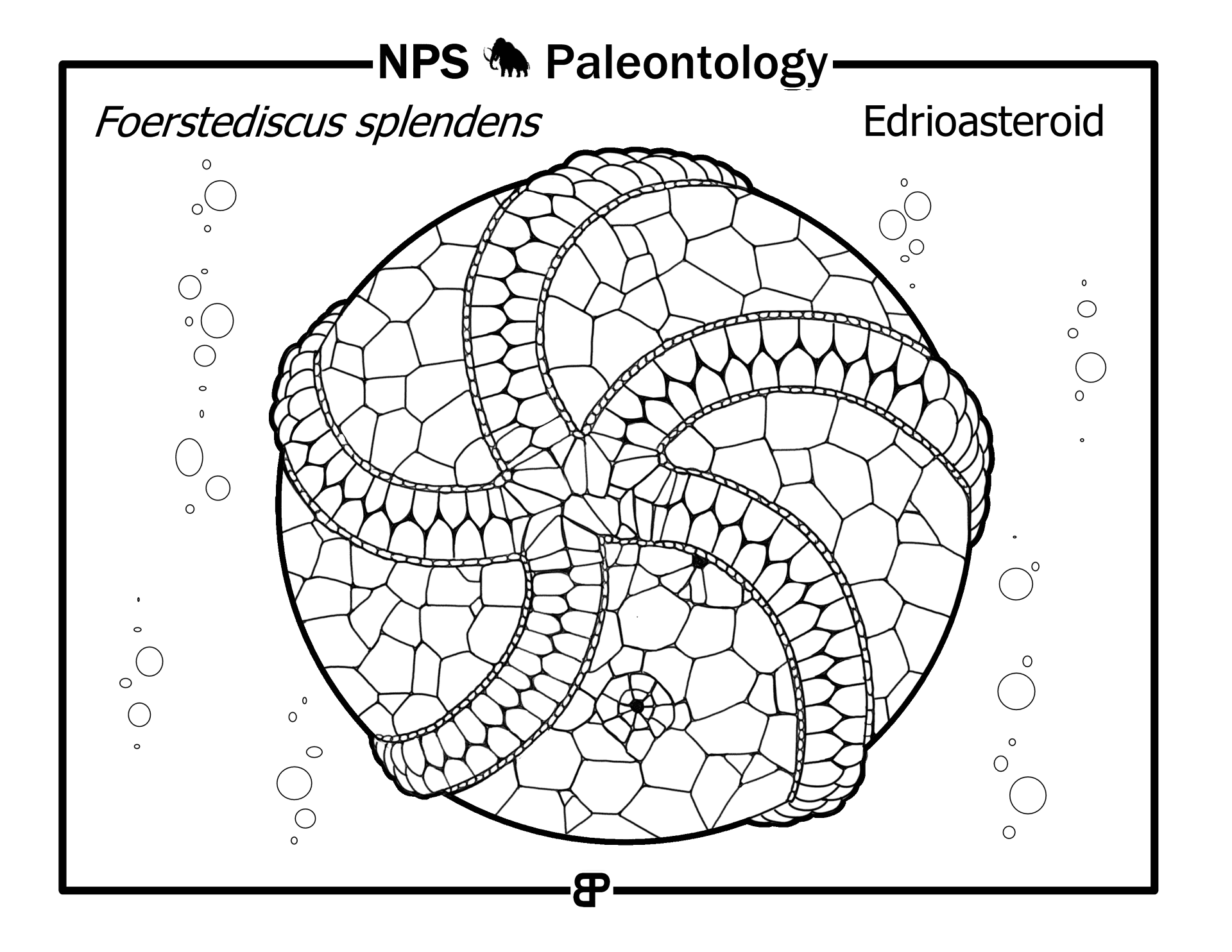 Desenho de Estrela Do Mar para colorir e imprimir: número 30