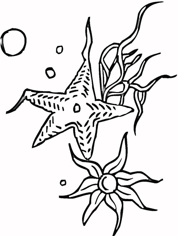 Desenho de Estrela Do Mar para colorir e imprimir: número 45