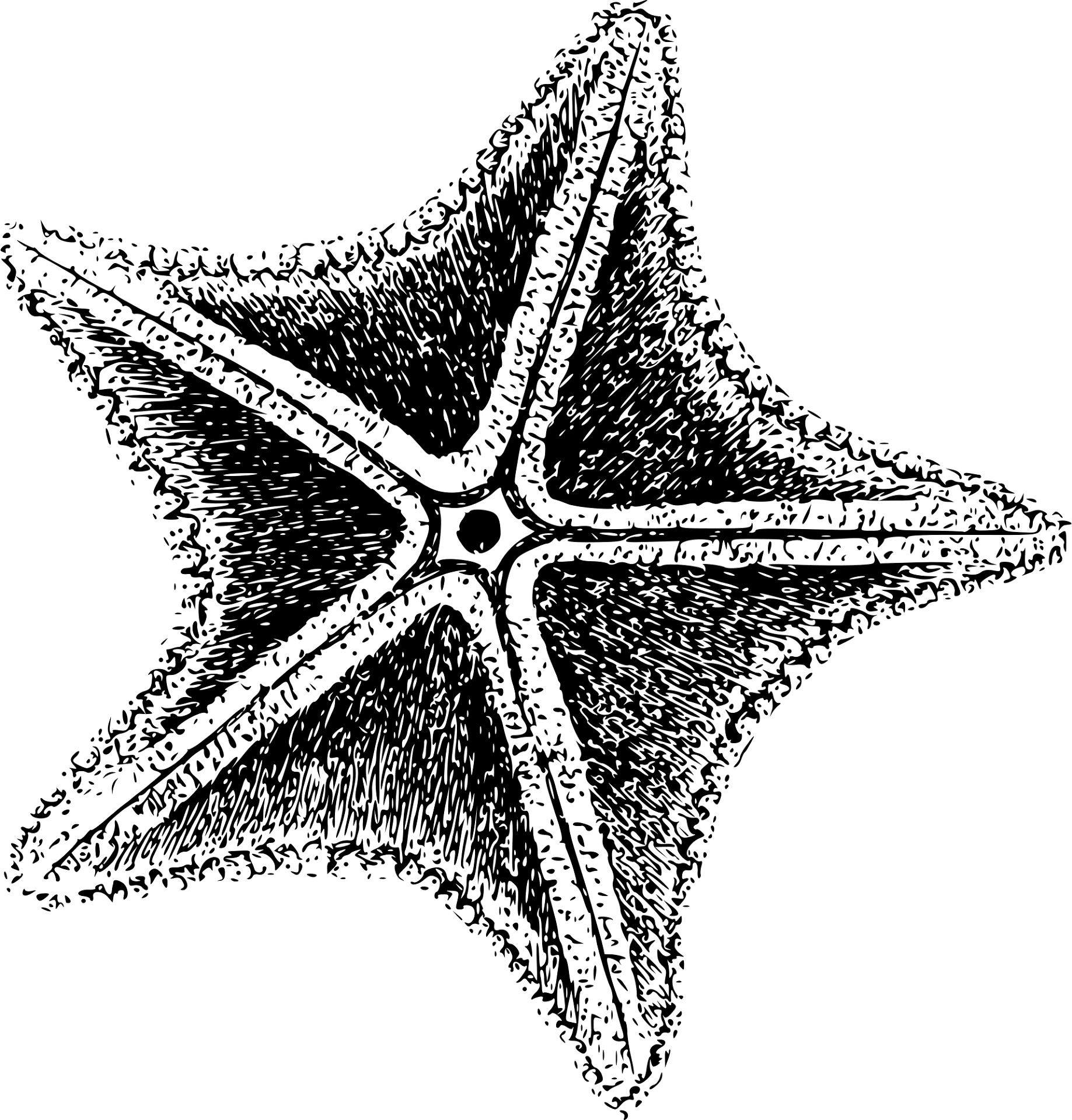 Desenho de Estrela Do Mar para colorir e imprimir: número 48