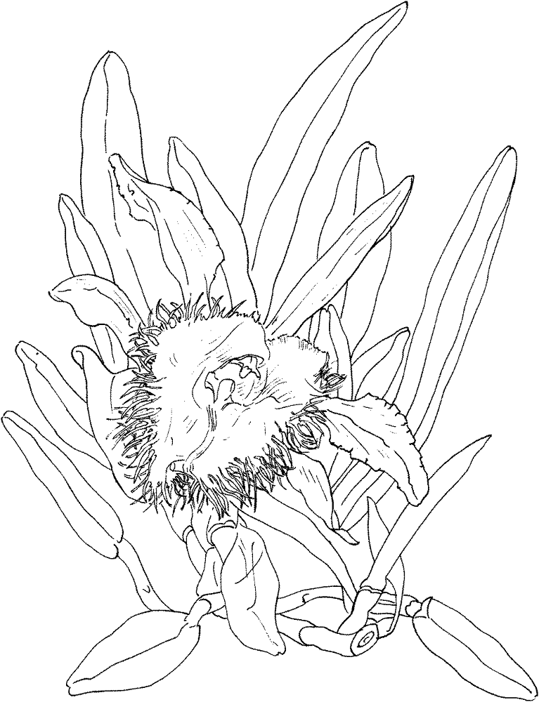 Desenho de Exótico para colorir e imprimir: número 13