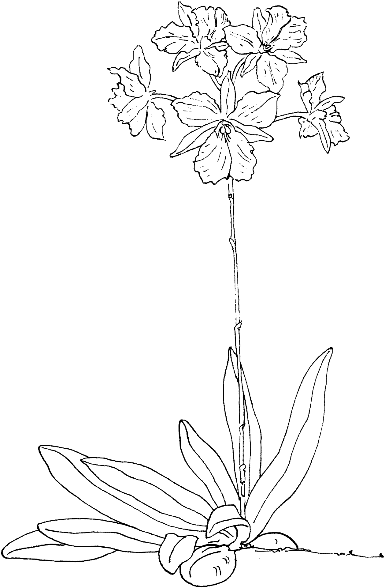 Desenho de Exótico para colorir e imprimir: número 17