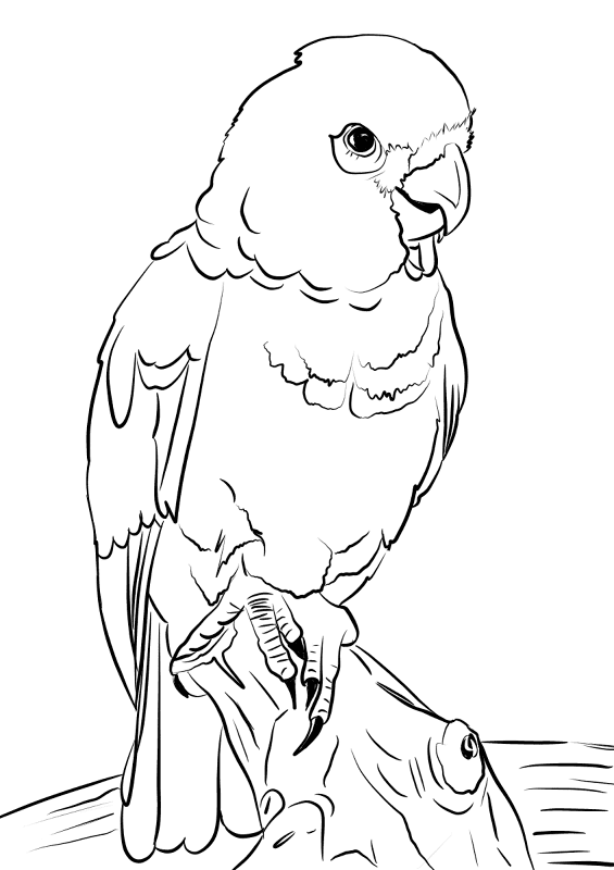 Desenho de Exótico para colorir e imprimir: número 20