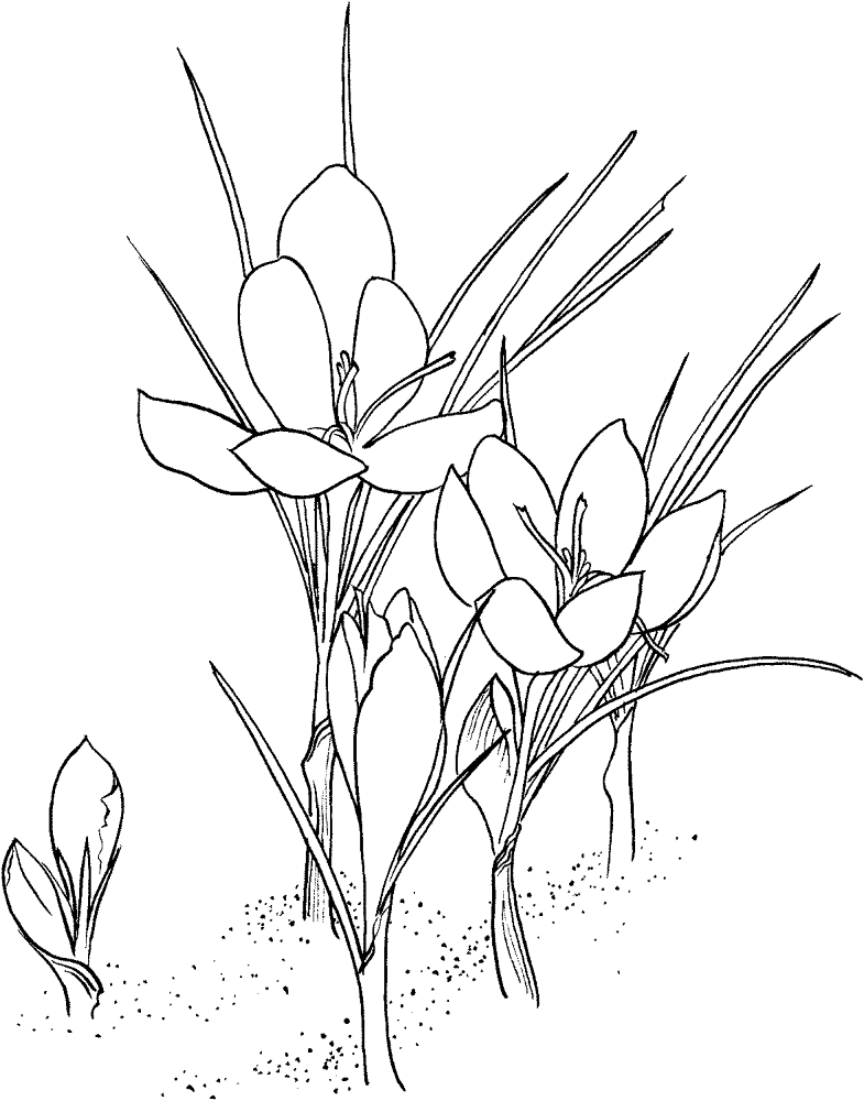 Desenho de Exótico para colorir e imprimir: número 23