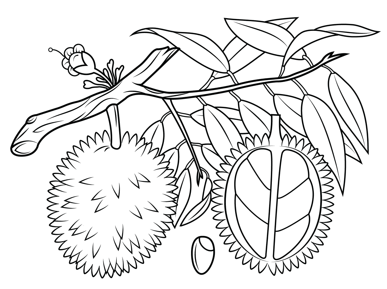 Desenho de Exótico para colorir e imprimir: número 25
