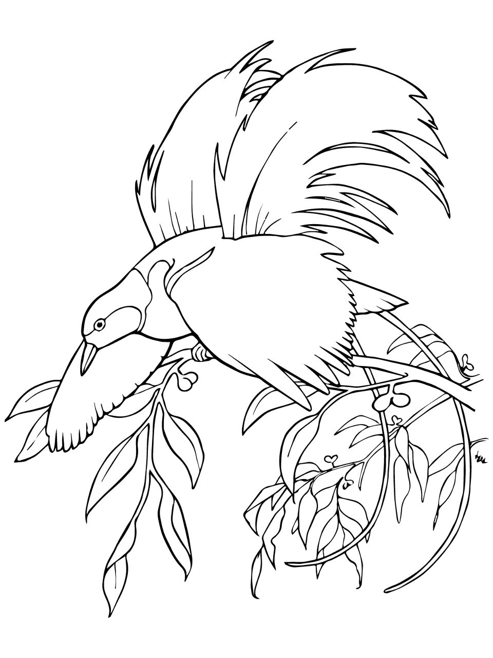 Desenho de Exótico para colorir e imprimir: número 27
