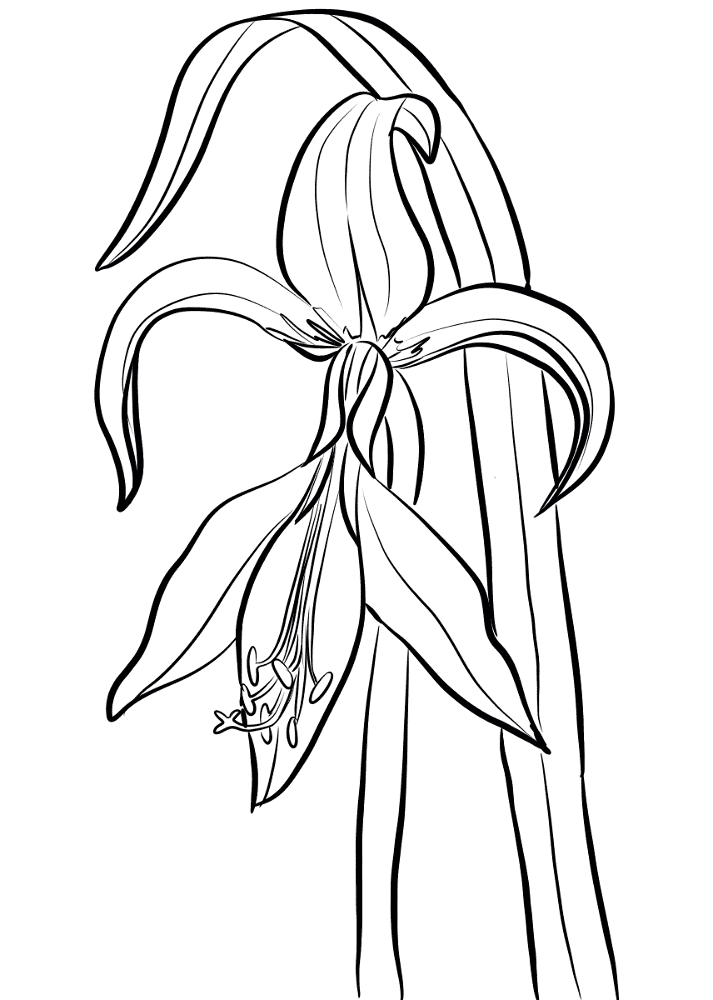 Desenho de Exótico para colorir e imprimir: número 32