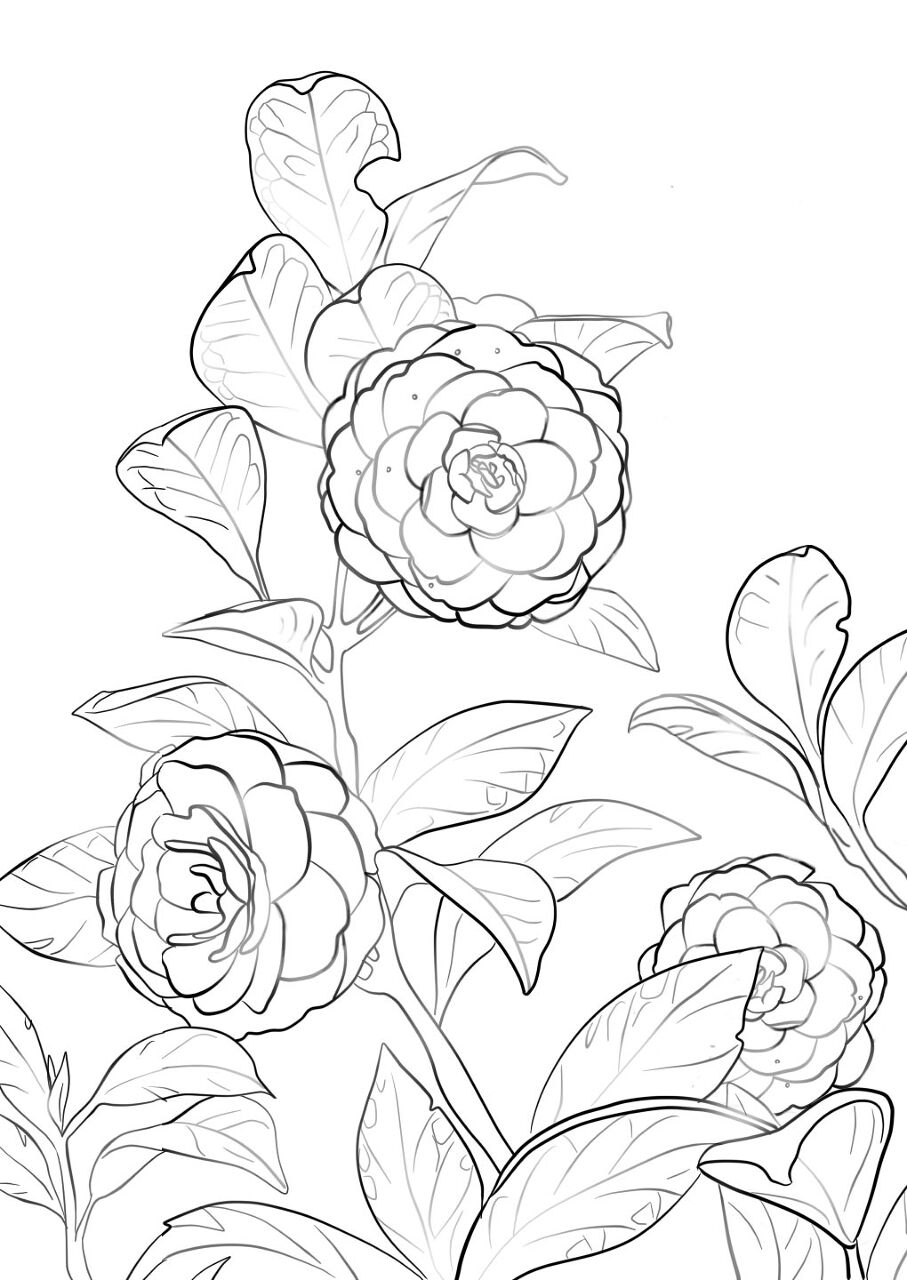 Desenho de Exótico para colorir e imprimir: número 33