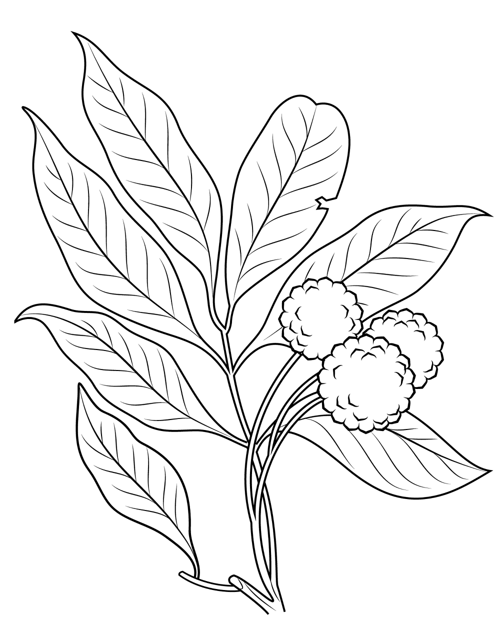 Desenho de Exótico para colorir e imprimir: número 37