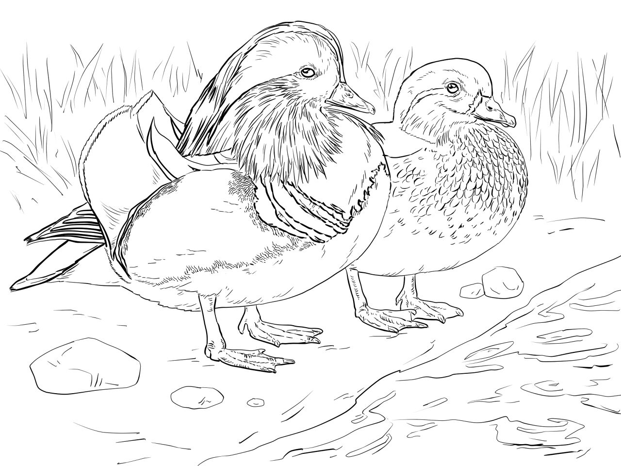 Desenho de Exótico para colorir e imprimir: número 42