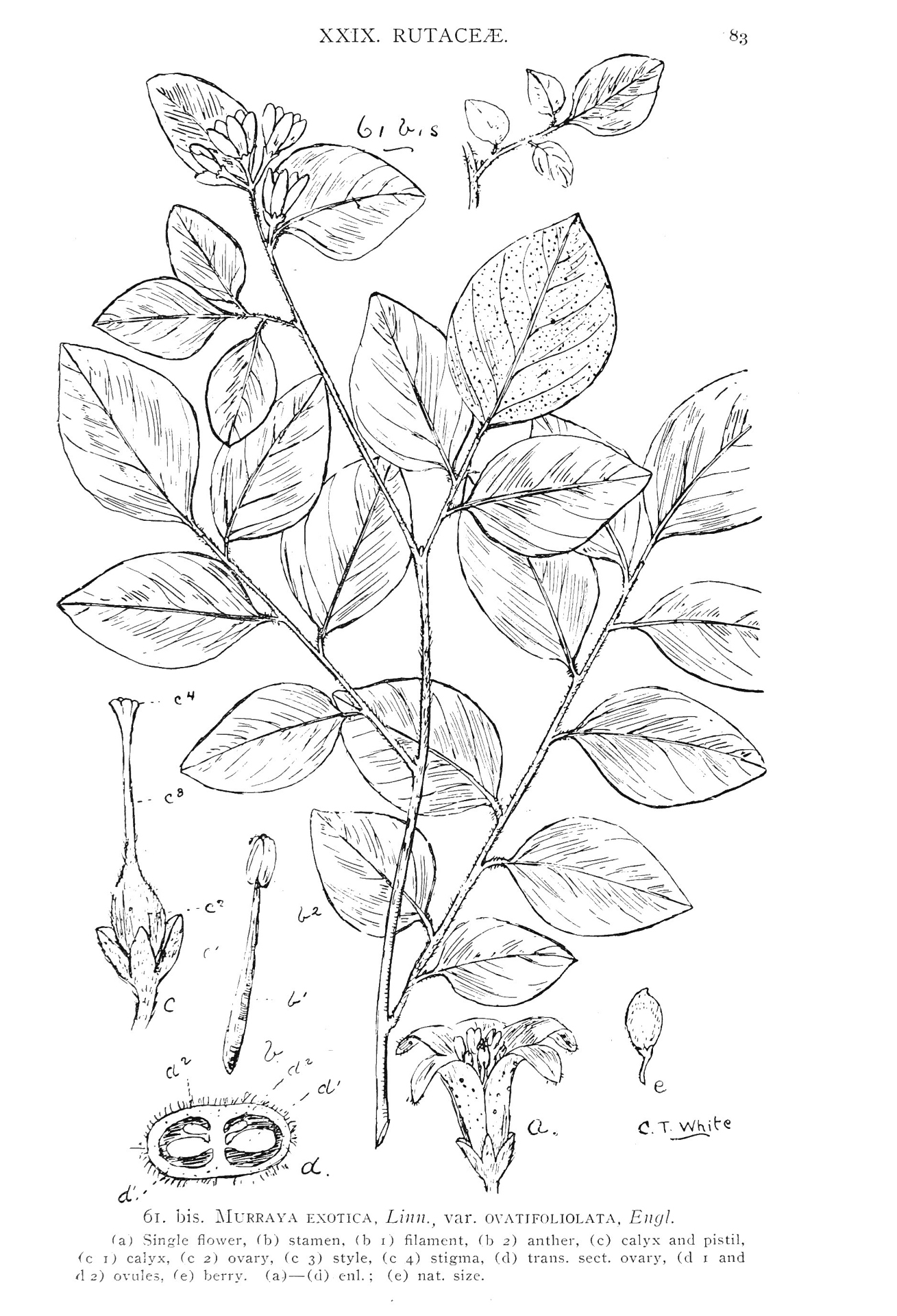 Desenho de Exótico para colorir e imprimir: número 46