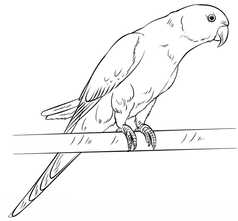 Desenho de Exótico para colorir e imprimir: número 48
