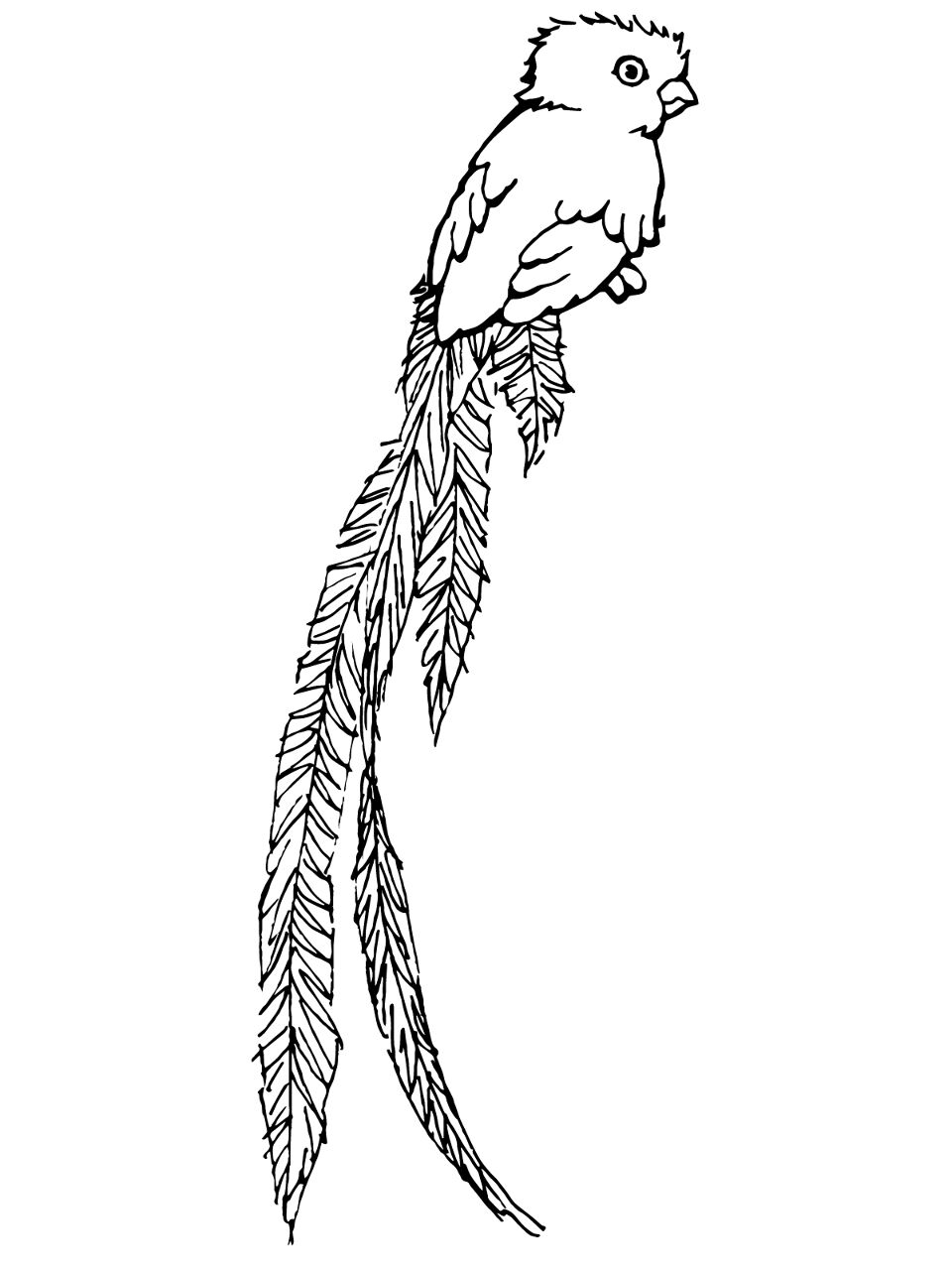 Desenho de Exótico para colorir