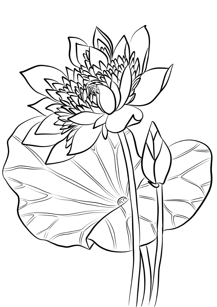 Desenho de Exótico para colorir