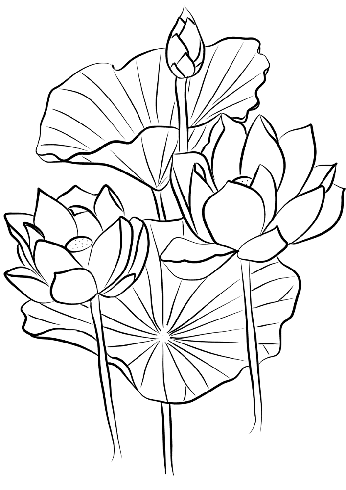 Desenho de Exótico para colorir