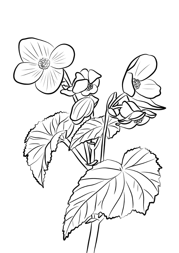 Desenho de Exótico para colorir